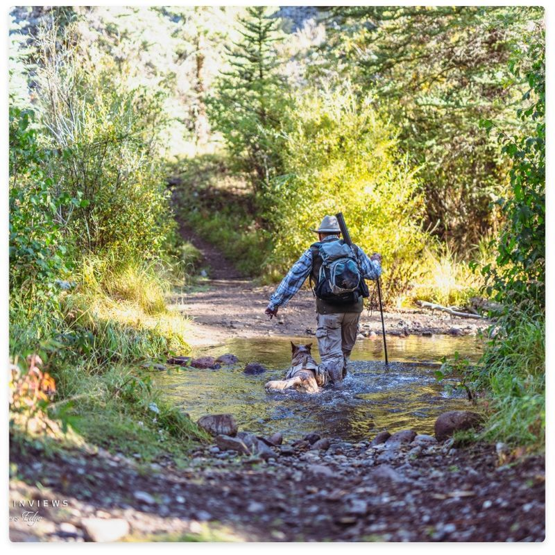 Hiker and dog crossing a shallow stream on a trail, surrounded by trees and greenery.