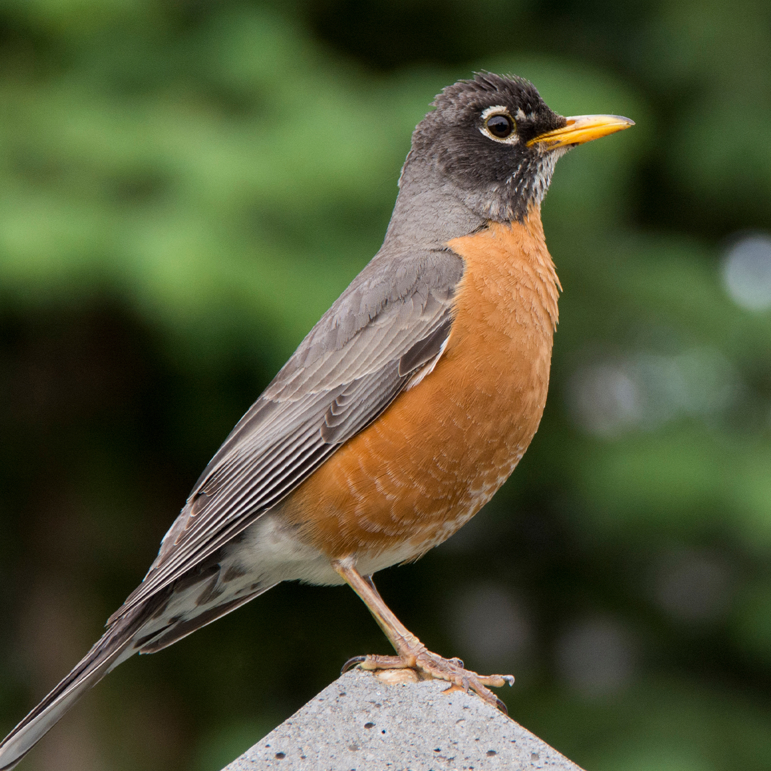 American robin with orange breast, grey back, perched on a concrete surface. Green blurred background.