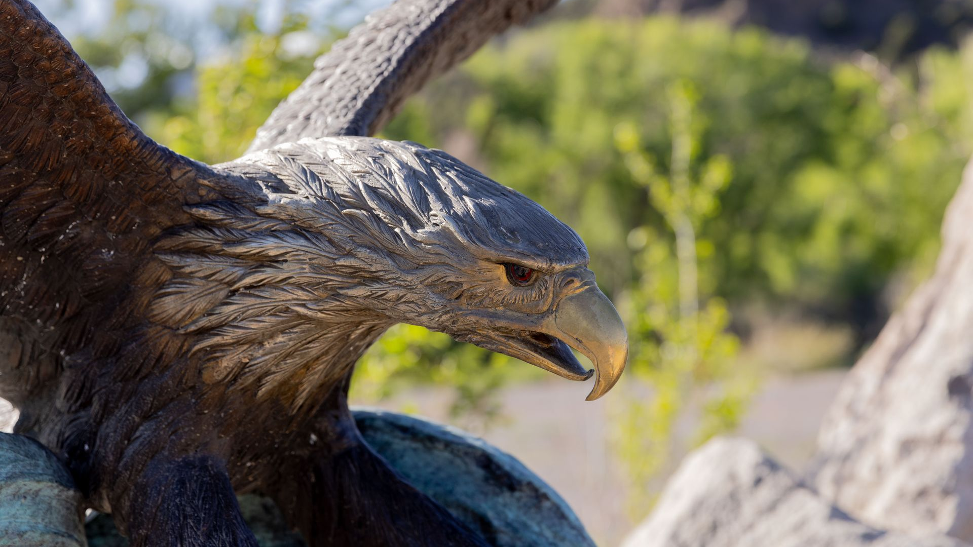 Close-up of a dark bird of prey with a hooked beak, outdoors against a blurry green background