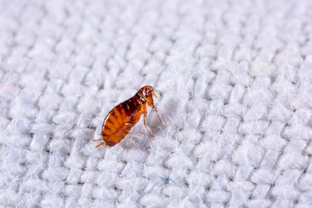 A flea is crawling on a white blanket.