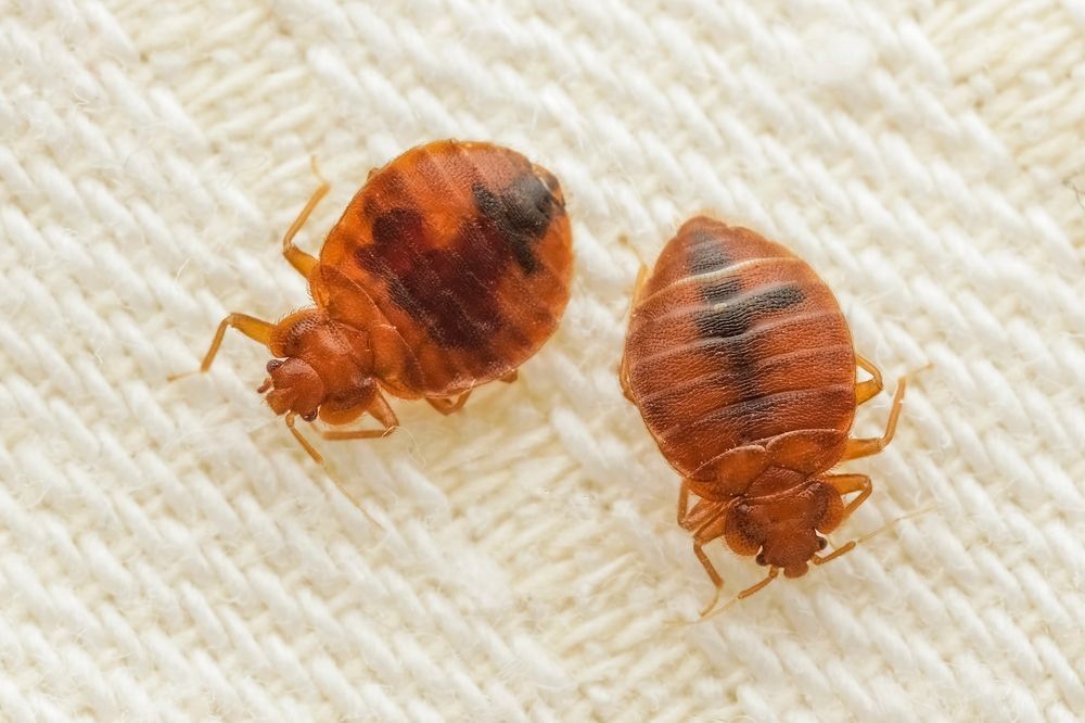 Two bed bugs are sitting on a white blanket.