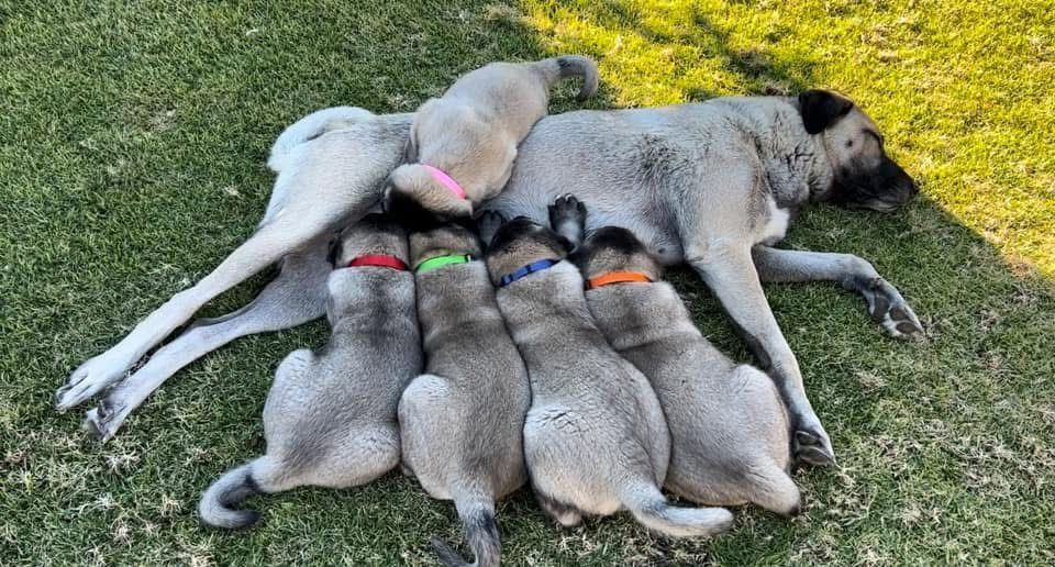 Six puppies nursing from a gray mother dog lying on grass, each wearing a colored collar.
