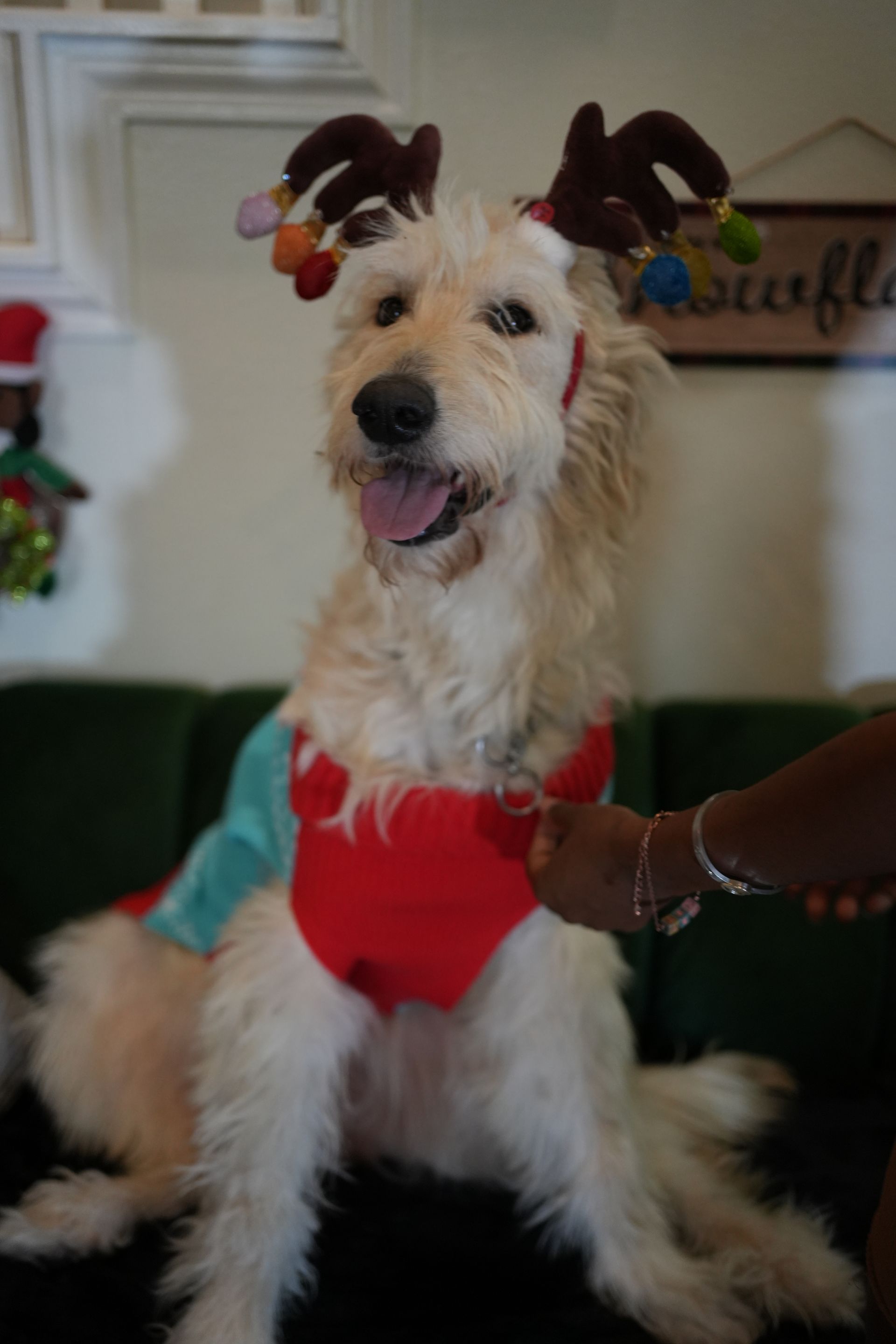 White dog in red outfit and holiday antlers sitting on a couch, mouth open in a playful expression