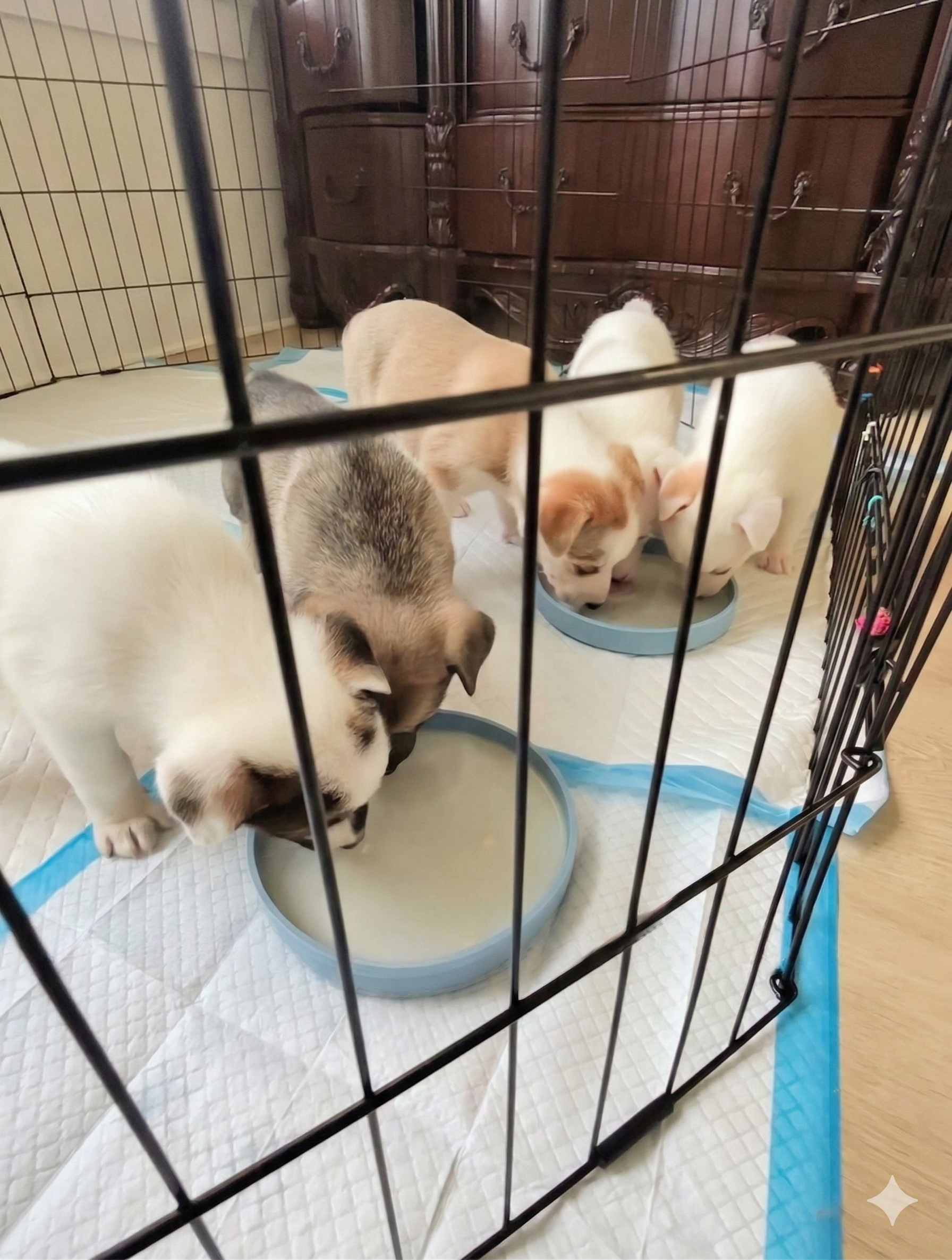 German shepherd whelper- puppies eating from bowls inside a metal pen on training pads.