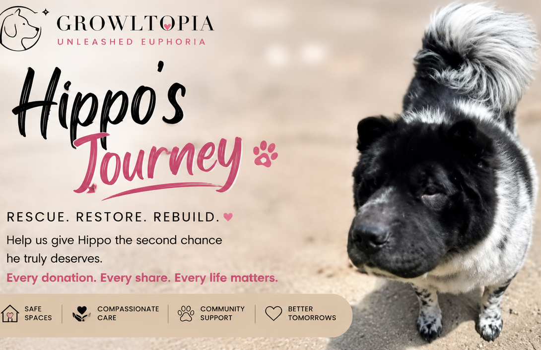 Promotional poster for “Hippo’s Journey” with a black-and-white dog on a beige background and rescue text