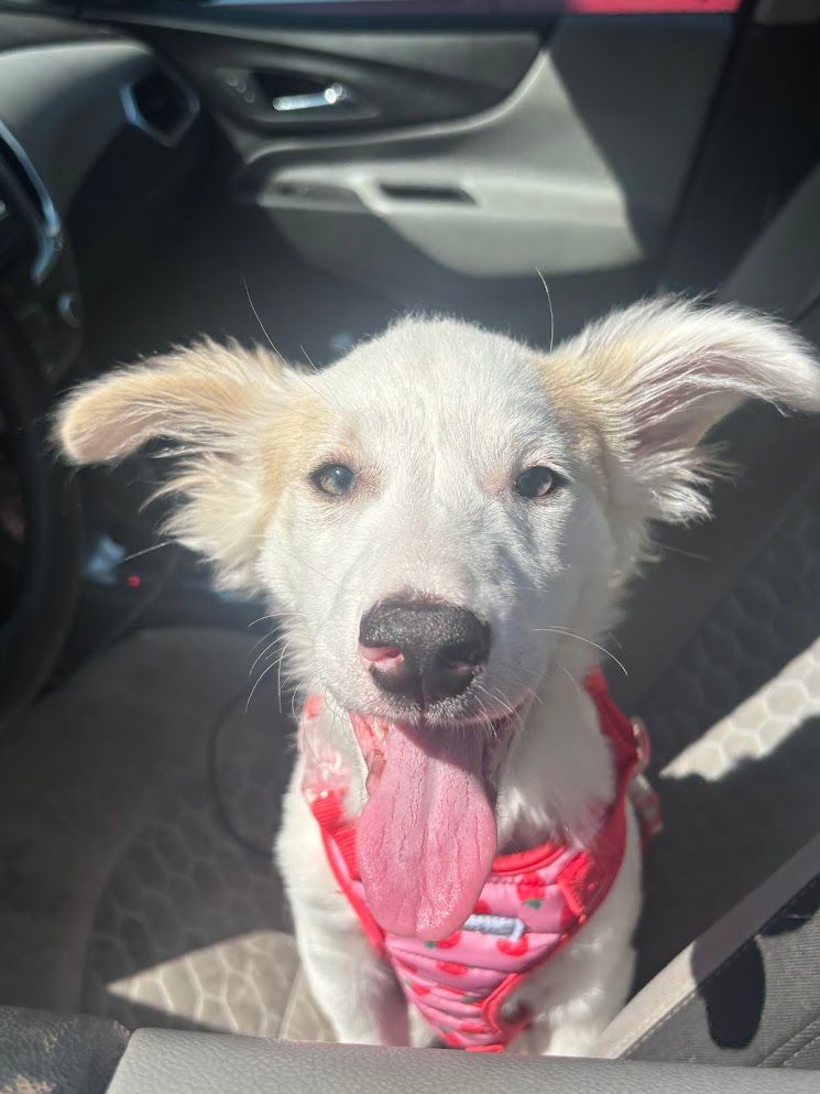 Small white dog in a red harness sitting in a car seat, tongue out and ears perked up.