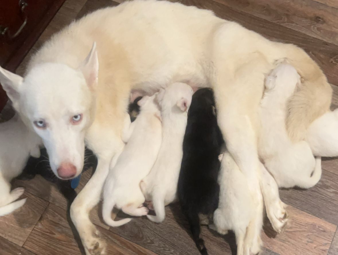 Husky Whelper - White mother dog nursing five puppies on a wooden floor