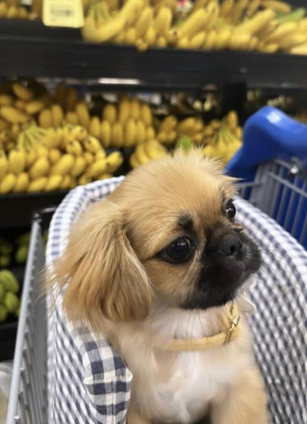 Small tan dog in a striped carrier at a grocery store, with bananas stacked behind it.