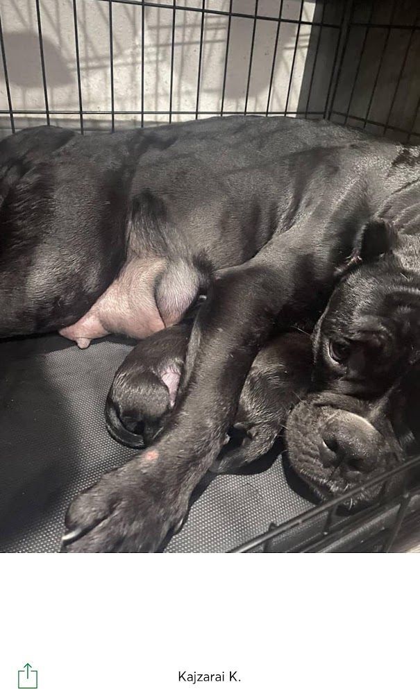 Bully whelper -Black dog sleeping curled up in a wire crate on a padded mat