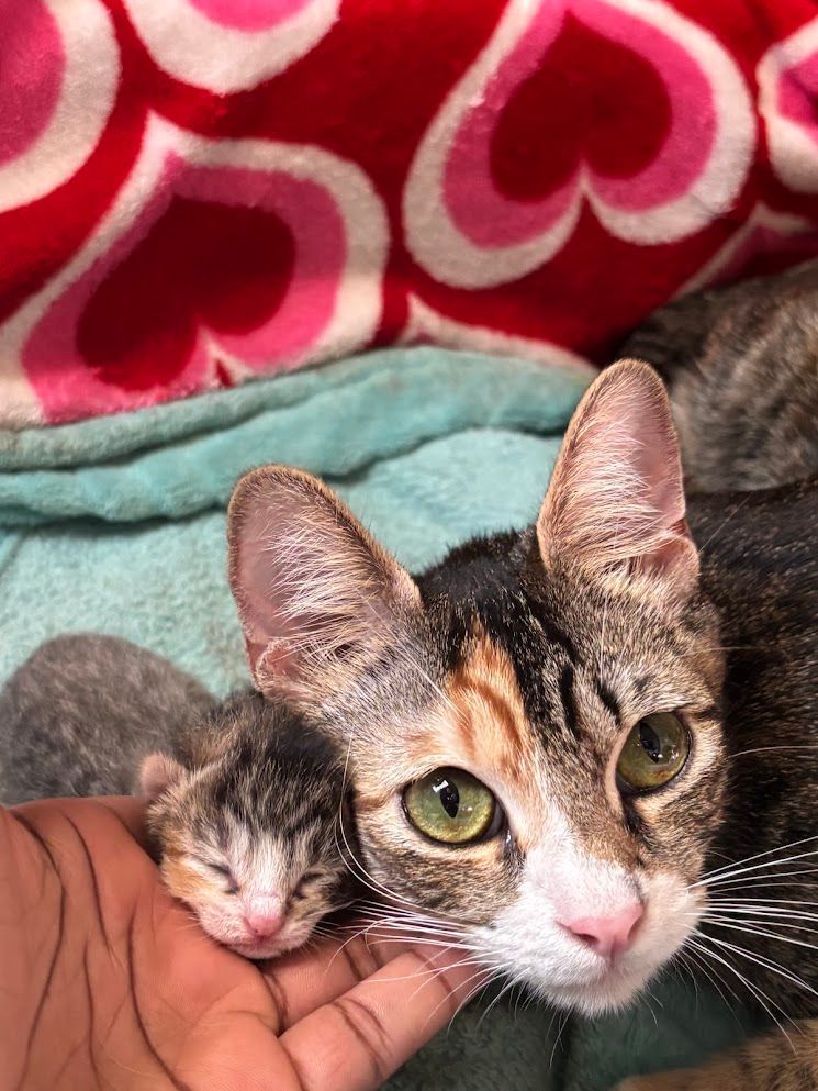 Cat whelper - Calico cat resting on a hand, with a small kitten beside it on a blanket
