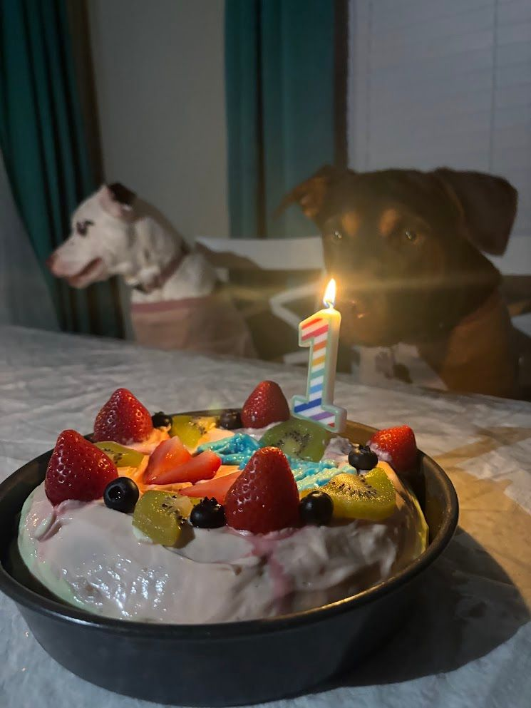 Birthday cake with a lit candle in front of two dogs on a table indoors