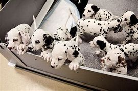 Dalmatian pupies Whelping - cuddled together in a small bed, with one puppy resting its paws over the edge