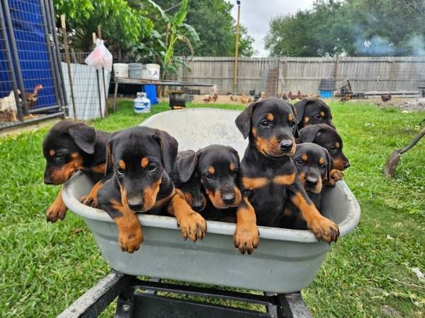 doberman whelper -puppies peeking over the edge of a gray wheelbarrow in a backyard