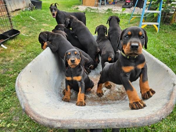 Black-and-tan puppies huddled in a wheelbarrow in a grassy yard
