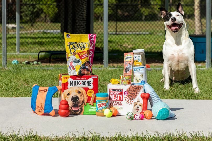 Dog sitting beside assorted pet treats and toys on a lawn, with a chain-link fence in the background