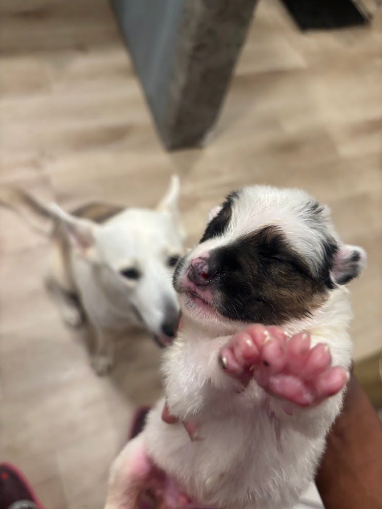 Tiny white-and-black puppy held up with paw raised, with another puppy blurred in the background.