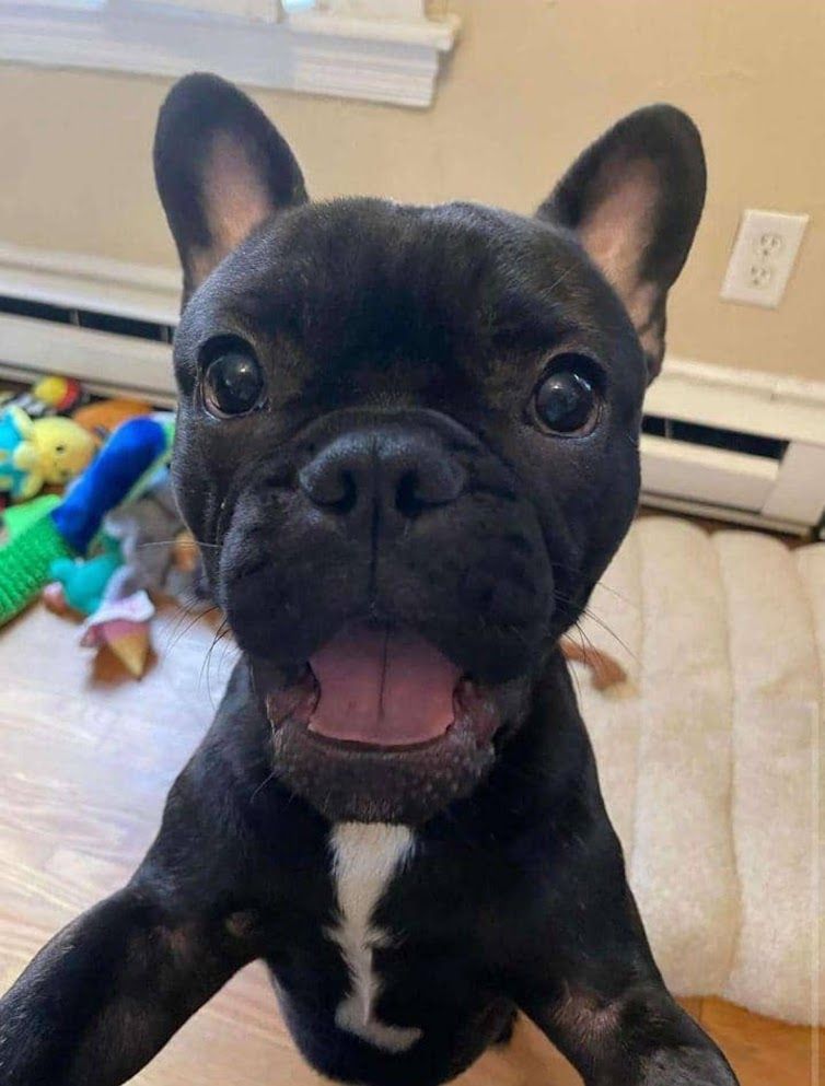 Black French Bulldog puppy with open mouth and white chest patch, standing indoors on a bed.