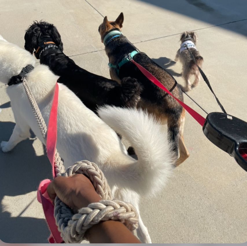 Three dogs on leashes walking ahead on a sunny sidewalk, viewed from behind