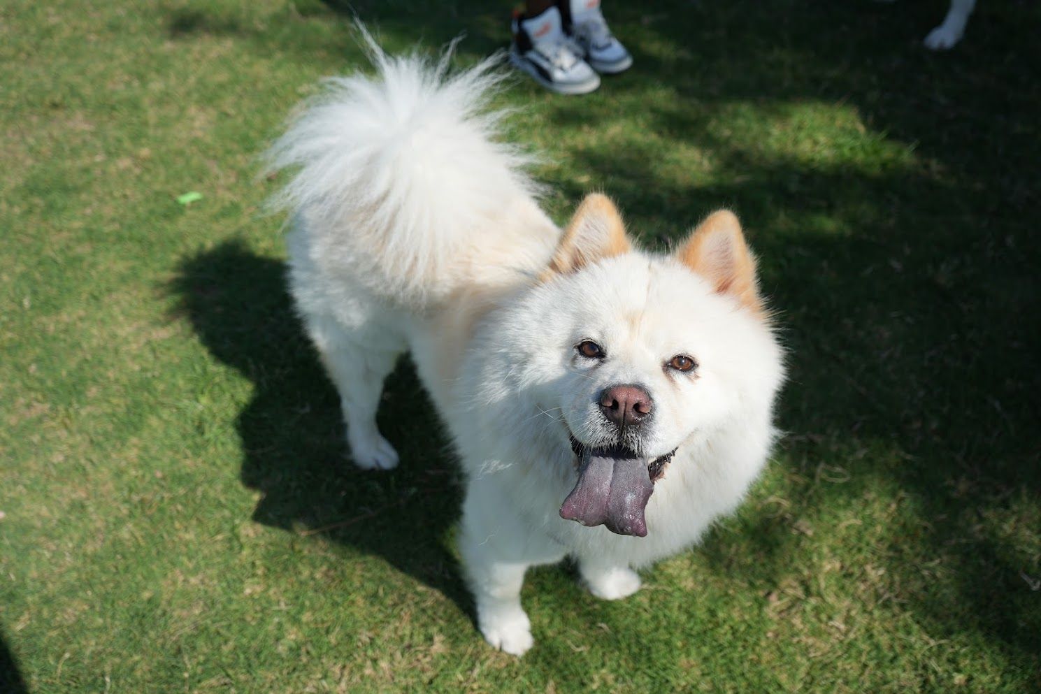 chow chow standing on grass with tongue out, looking at the camera