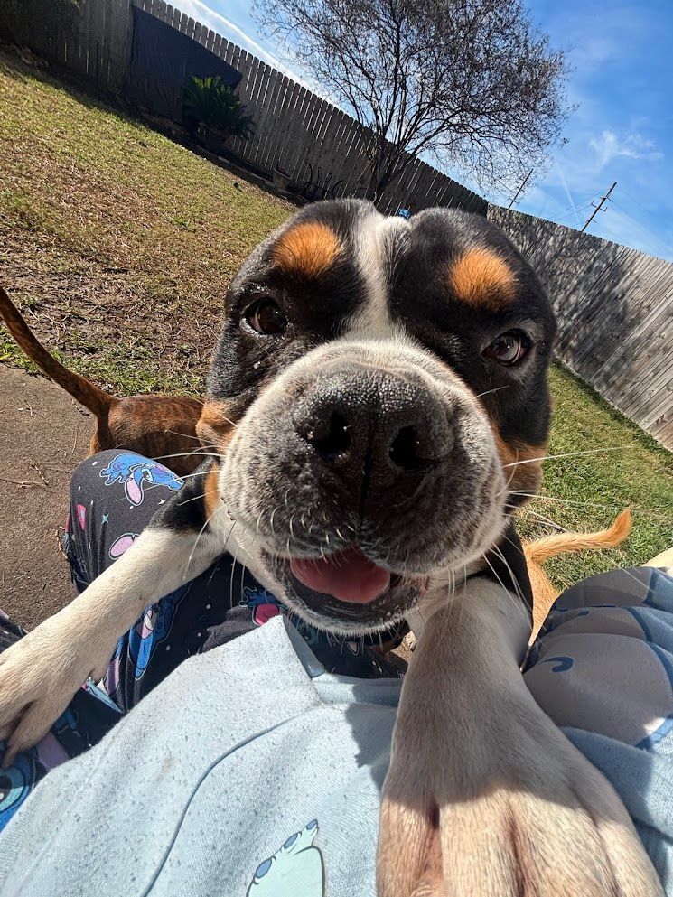 Close-up of a black-and-tan dog with paws on a person outdoors on a sunny day