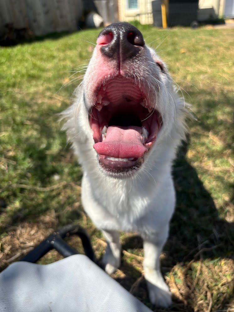 White border collie outdoors with mouth open, looking up in bright sunlight