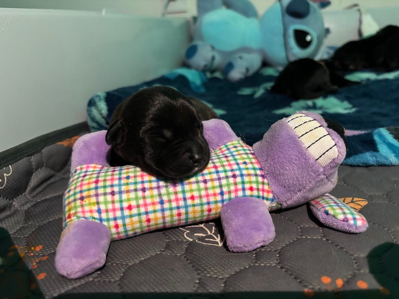 Black puppy resting on a colorful stuffed toy on a bed with blue plush toys in the background