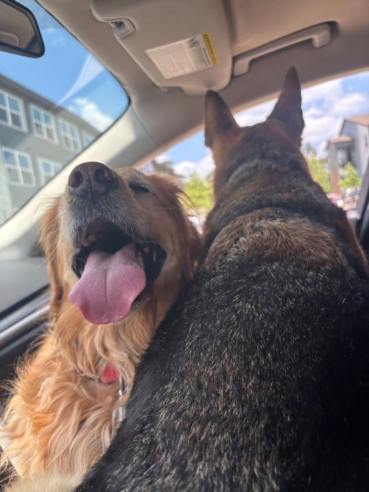 GSD and golden retriever in a car, one with tongue out, seen from the back seat.