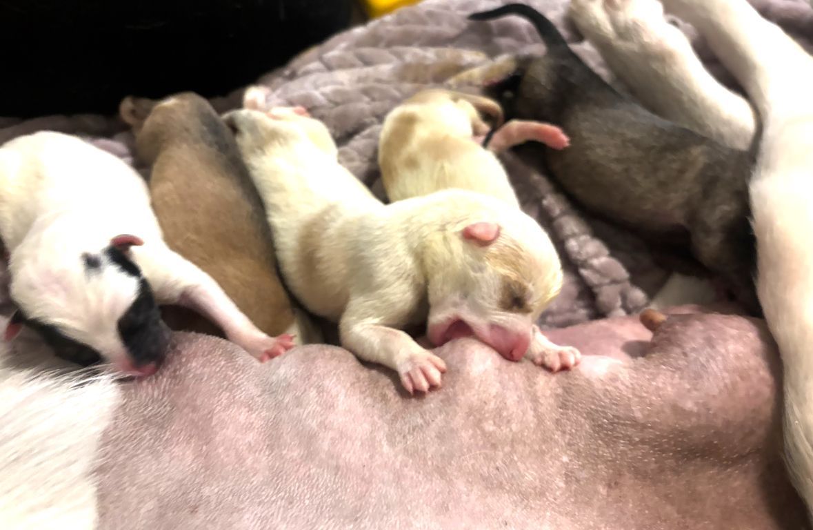 Newborn gsd puppies nursing together on a blanket, including a white puppy and two yellow puppies