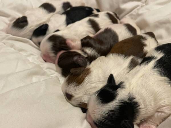 Three sleeping newborn puppies with white, black, and brown fur cuddled on a blanket