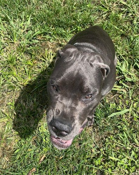 Grey cane corso standing on grass, looking up with tongue out.