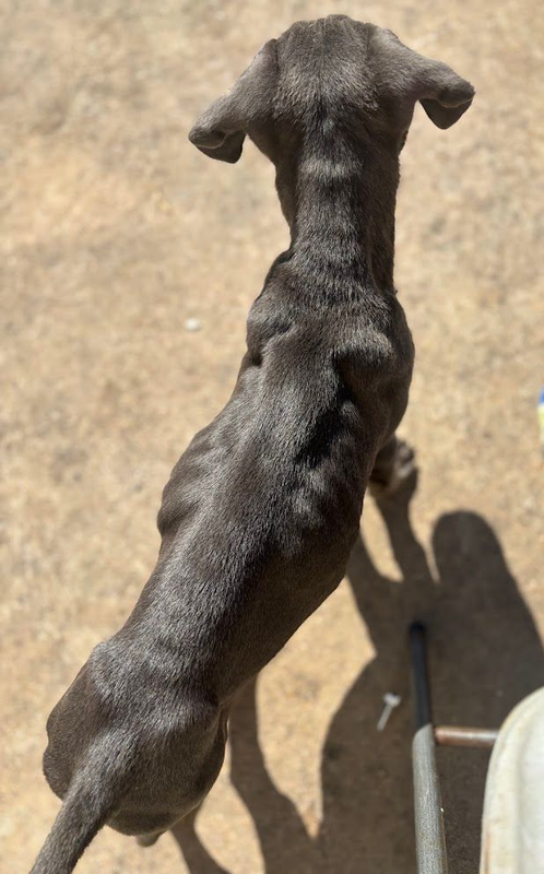 grey cane corso viewed from above standing on a sunlit concrete surface, casting a shadow