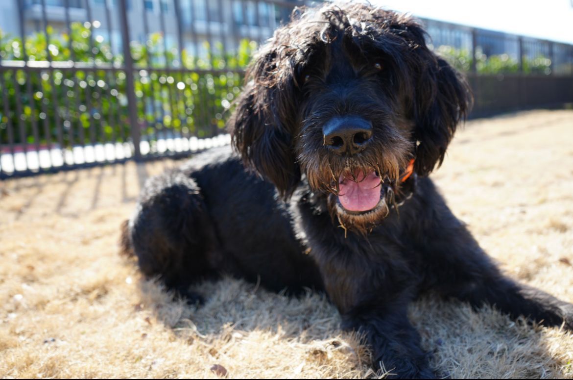 Black fluffy dog lying on a sandy path, panting in the sun near a fence