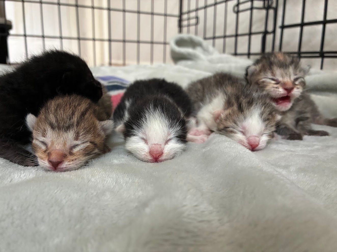 Four newborn kittens cuddled together on a soft blanket, one yawning beside them.