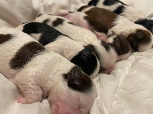 Sleeping newborn puppies curled together on a soft white blanket