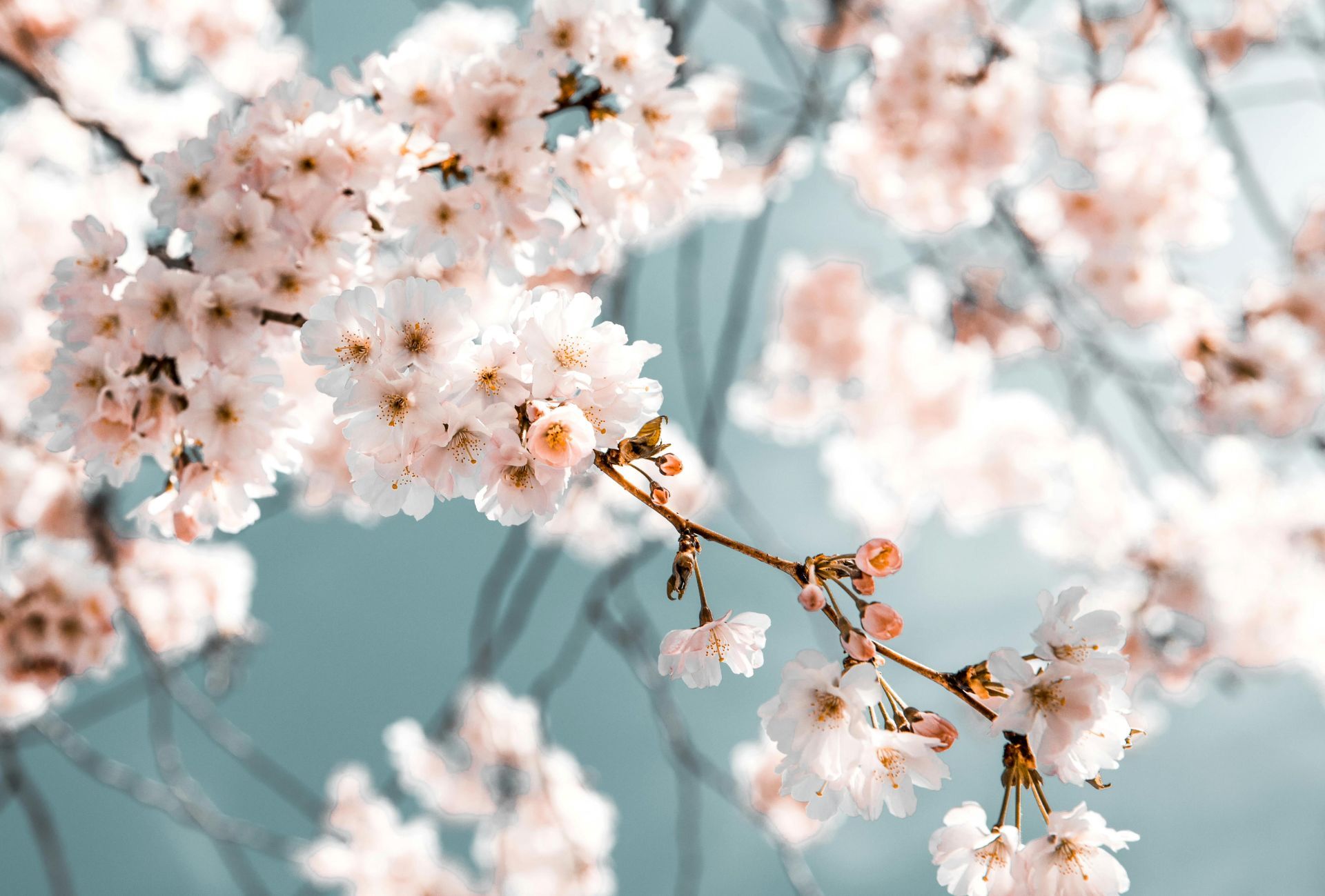 A close up of a cherry blossom tree with white flowers against a blue sky.