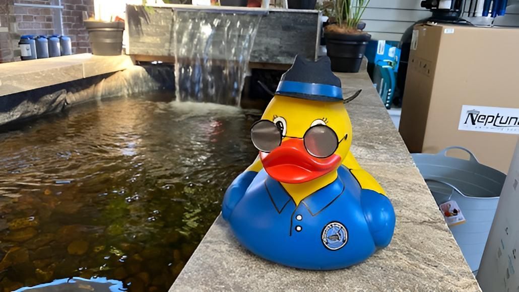 A Rubber Duck Wearing A Hat And Goggles Is Sitting On A Sidewalk Next To A Pond — Ballina Pool Shop In Ballina, NSW