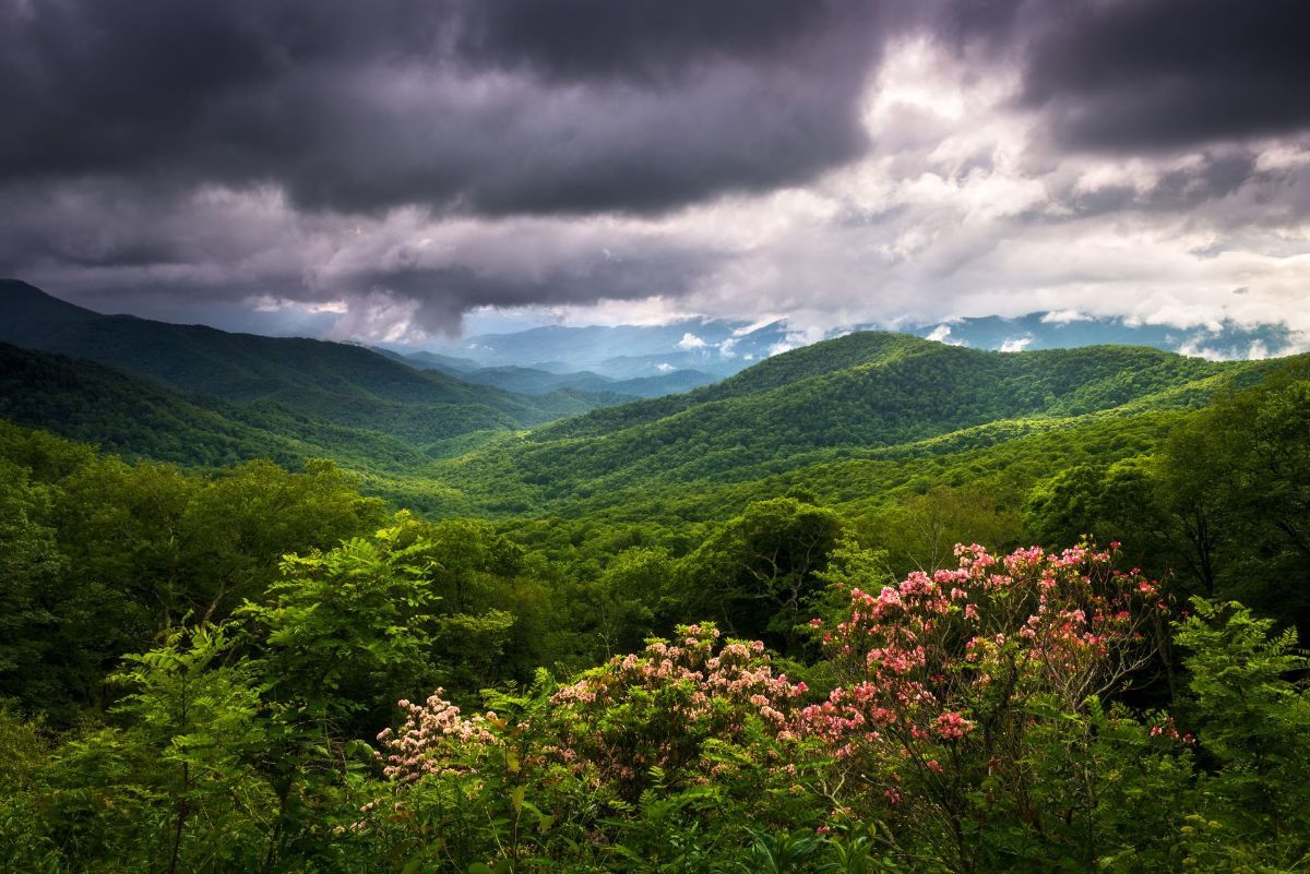 Lush, green mountain ridges under a dramatic, dark, cloudy sky, with pink rhododendron blooms in the foreground.