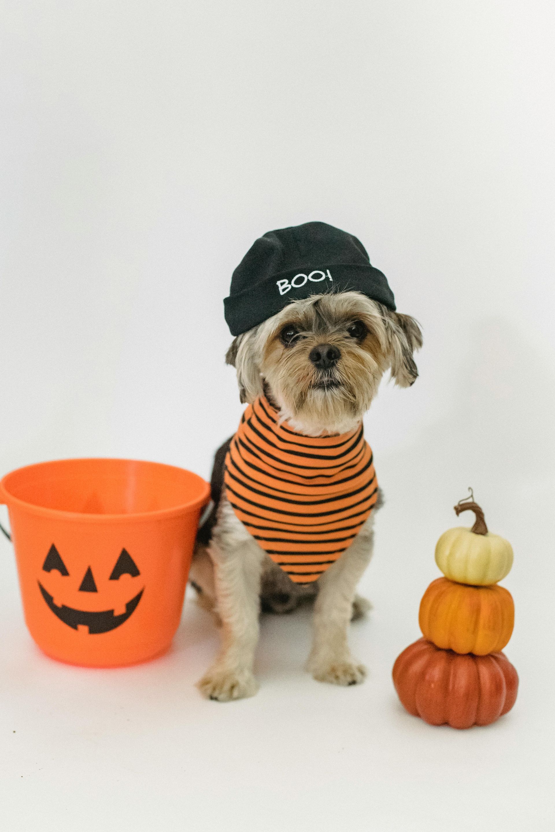 A dog wearing a black
