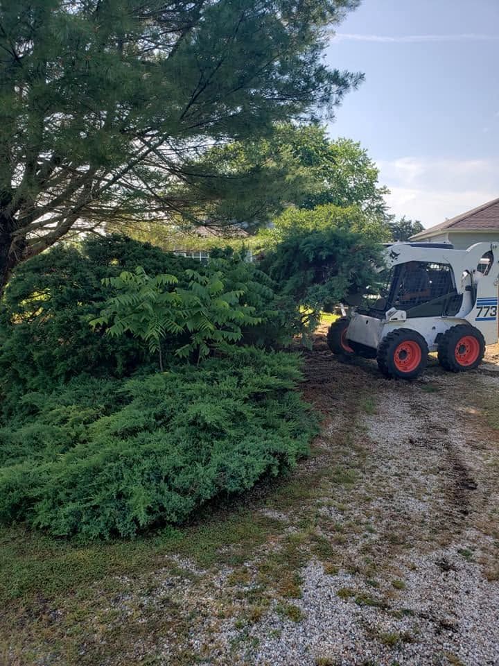 Compact skid steer beside large evergreen trees on a gravel driveway.