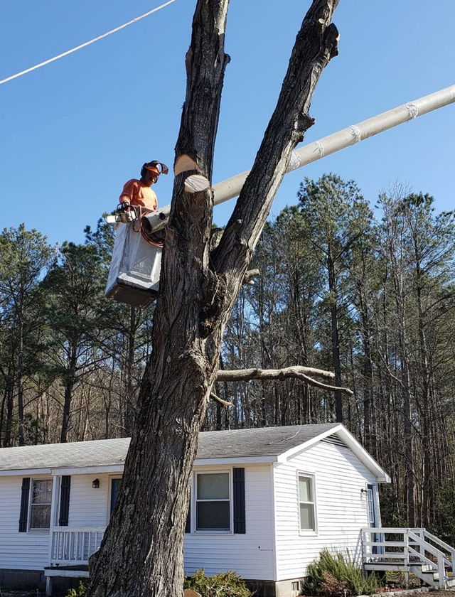 Worker in a bucket trimming a tall tree beside a white house on a sunny day
