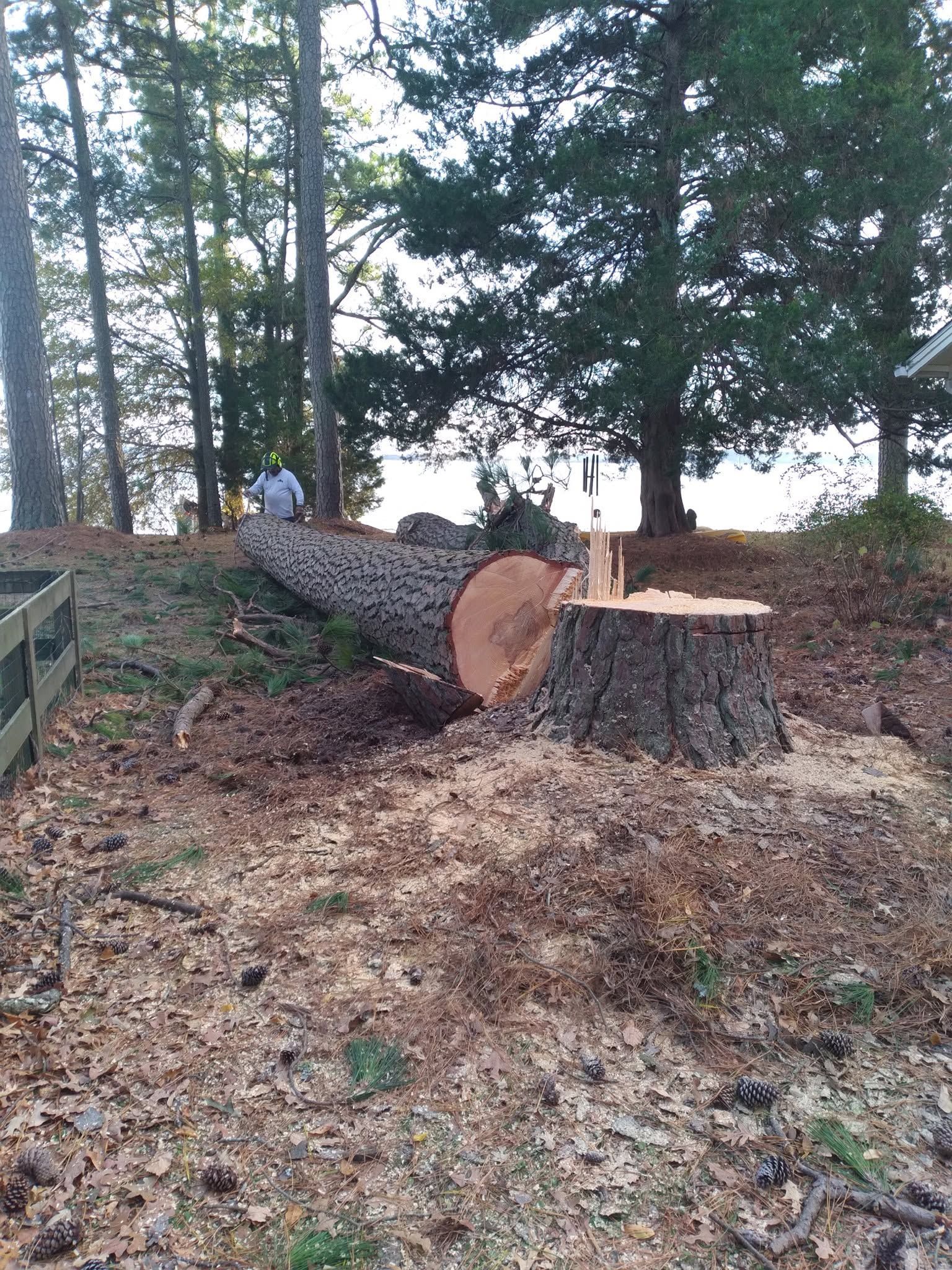 Wooded yard with a felled tree trunk, stump, and scattered wood chips on the ground