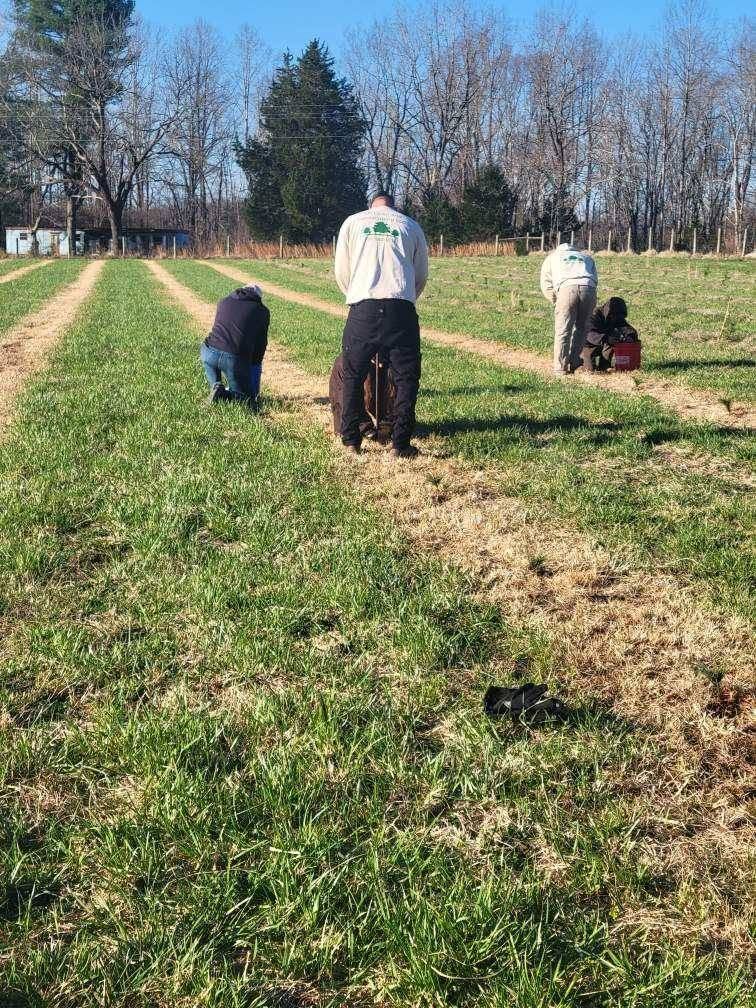 People working in a grassy field, bending over rows under a clear blue sky.