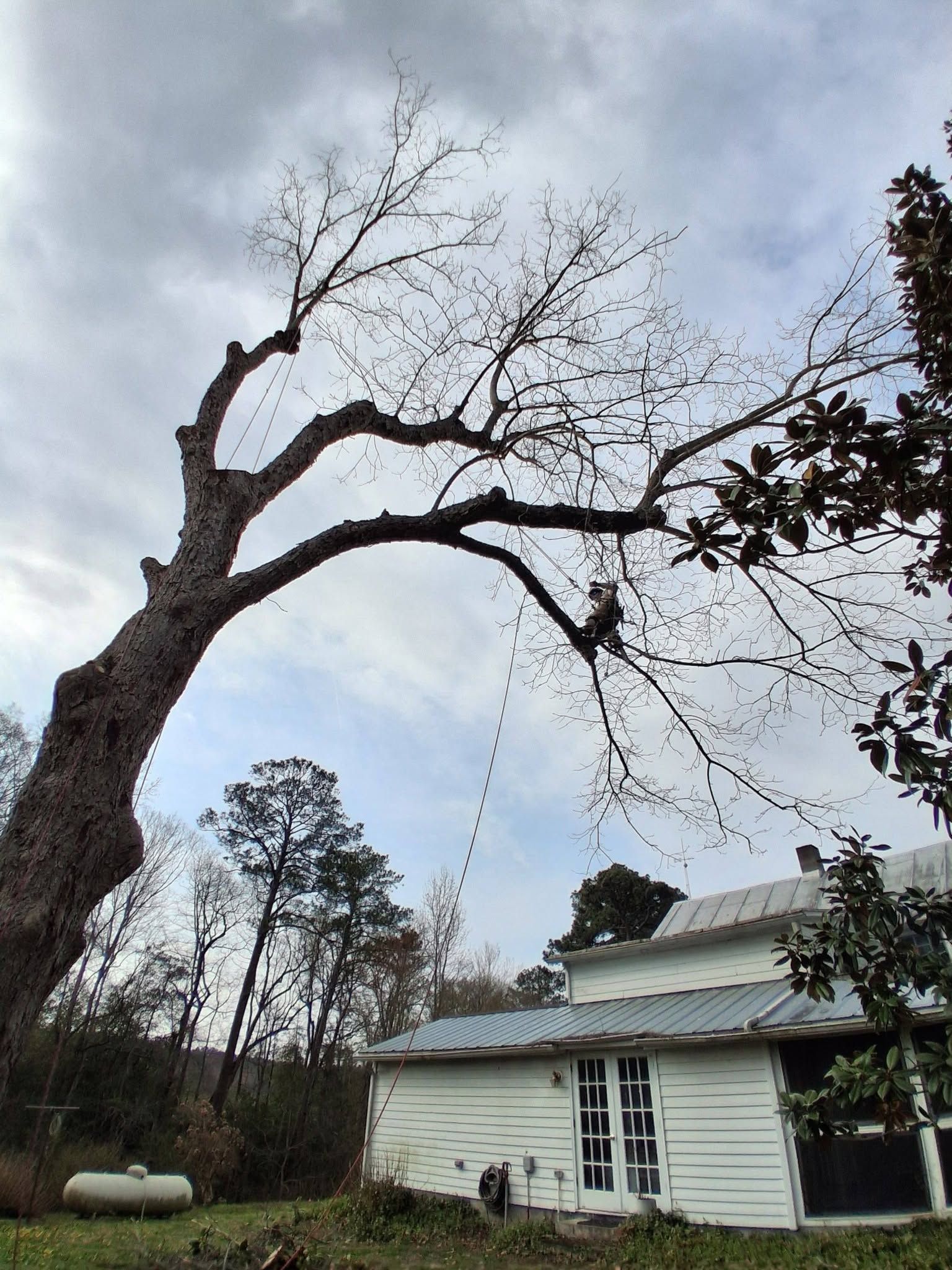 Leafless tree beside a white farmhouse under a cloudy sky