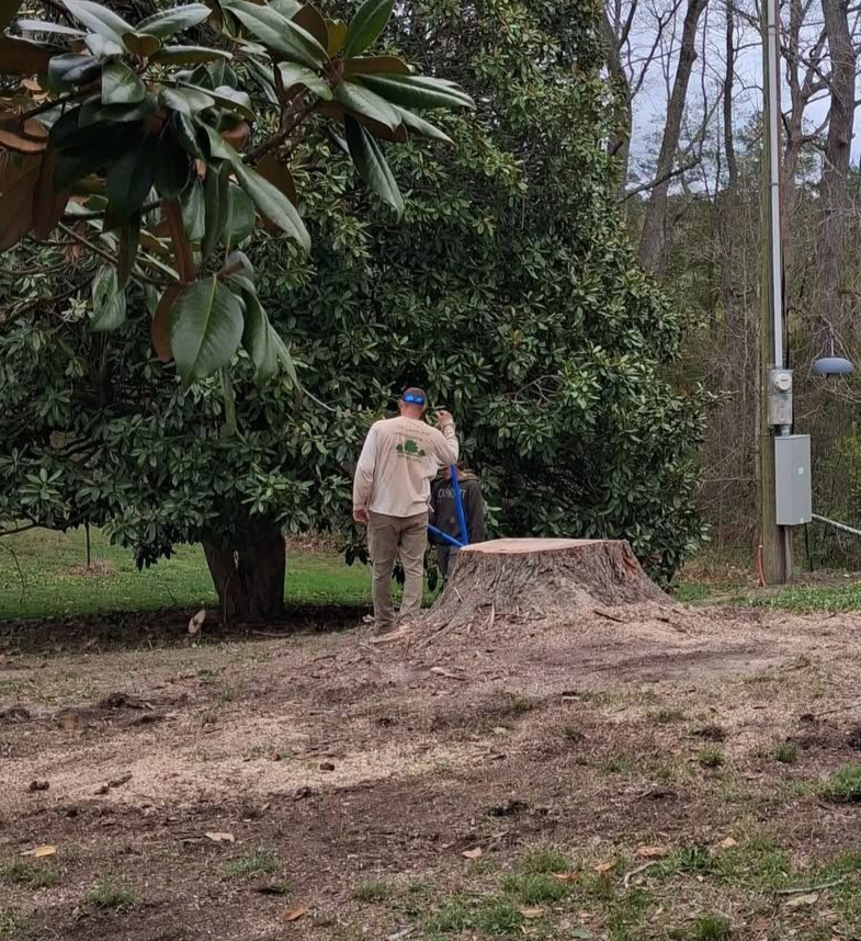 Person using a chainsaw near a large tree stump in a wooded yard