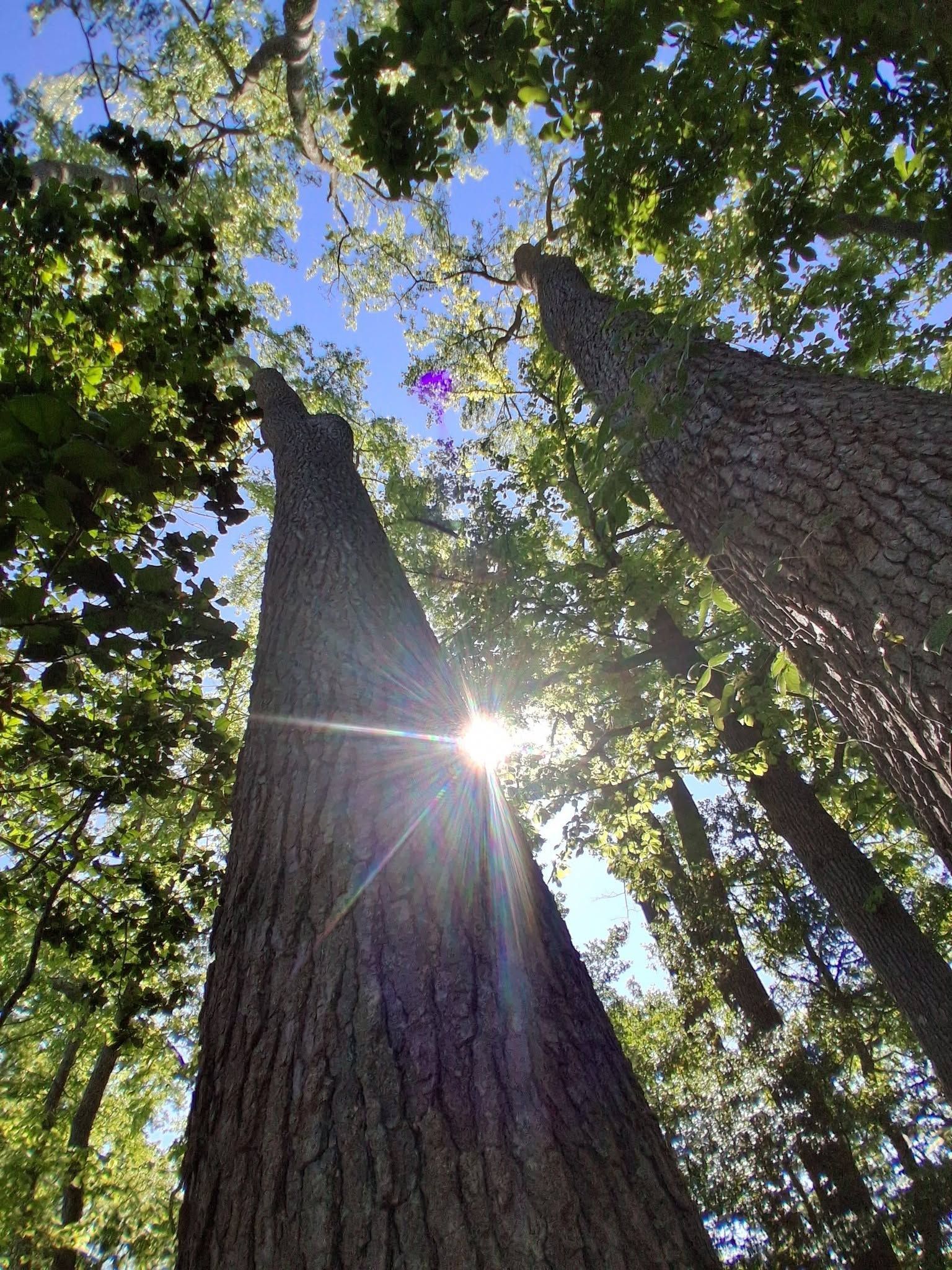 Tall tree trunks reaching into a sunlit forest canopy with blue sky and purple flowers overhead