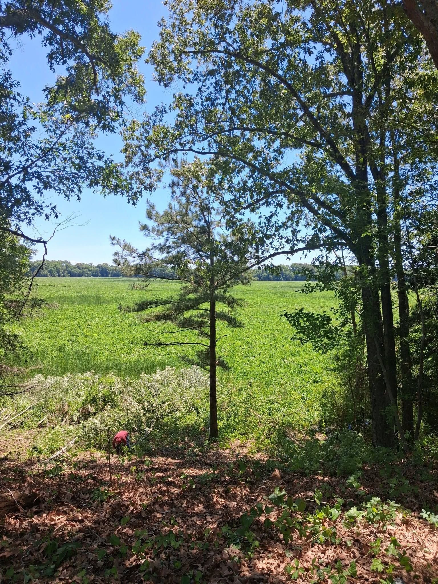 Tree in a sunny green field, with a shaded wooded edge in the foreground and blue sky above.