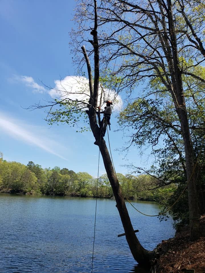 A leaning tree over a calm river under a blue sky with clouds, beside a wooded bank