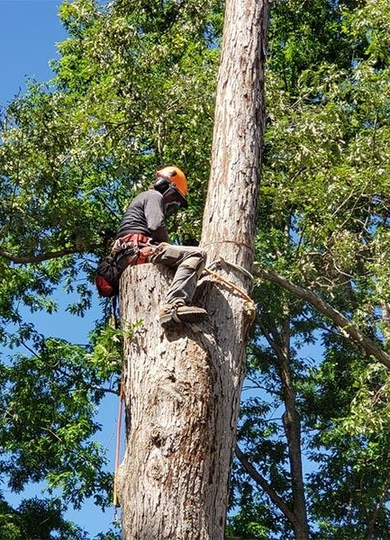 Arborist in helmet and safety gear climbing a tall tree with a chainsaw