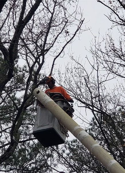 Worker in an orange jacket in a bucket lift trimming tree branches on a cloudy day