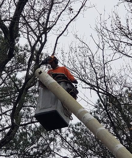 Worker in an orange jacket in a bucket lift trimming tree branches